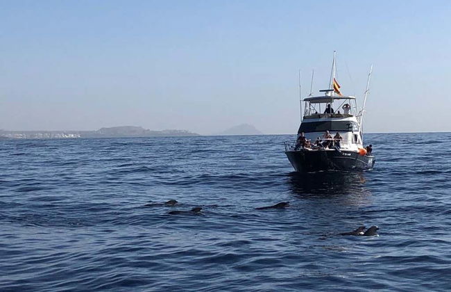 Avistamiento de cetáceos en Las Galletas - Foto 6