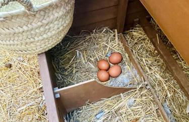 Masía entre viñedos y mar - Foto 40