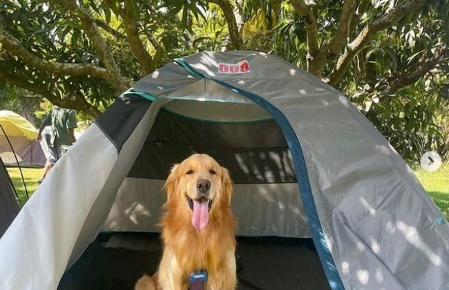 Q Mango Resort - Foto 2