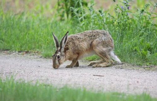 Doppelhaushalfte Seestern, Lohmen - Foto 55