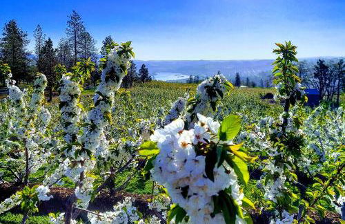 Cherry Heights - Foto 41