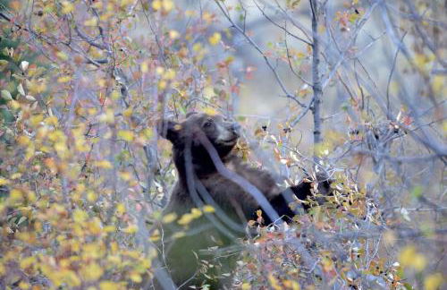 Gorgeous Jackson Hole Condo in Top location with Great Views and Private Deck with Barbeque! - Foto 42