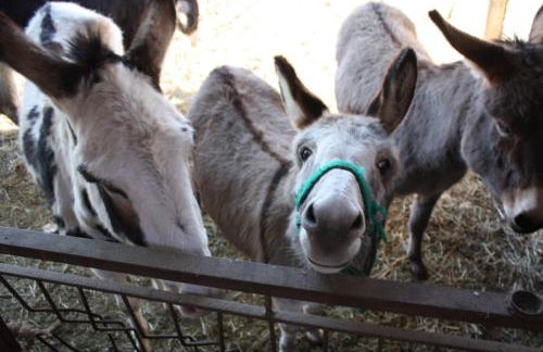 Paglia&Fieno - Foto 67