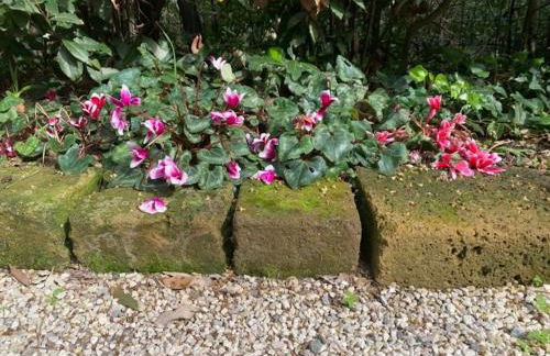 Casa nel verde a 300 mt dal mare a Castiglioncello - Foto 42