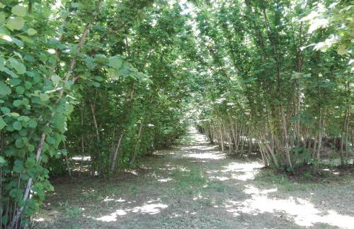 Feudo Magazzeni Etna - Foto 45