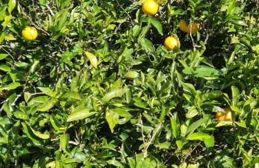 Casinha Laranja - Foto 37