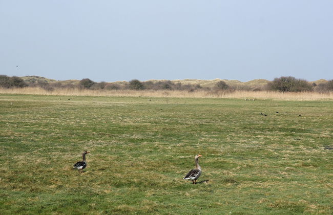 Beautiful Luxurious Villa Situated in Den Burg - Foto 67