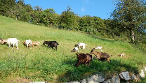 Holderstanzenhof - Foto 5