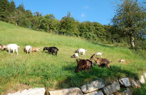 Holderstanzenhof - Foto 5