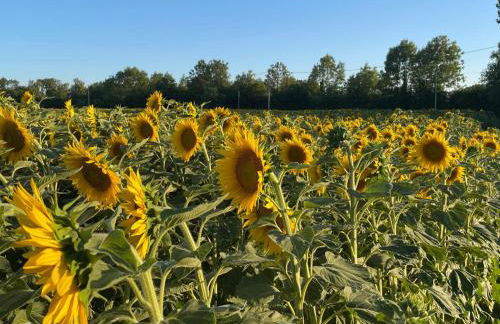 Gîte de la ferme L'Archerie - Foto 21