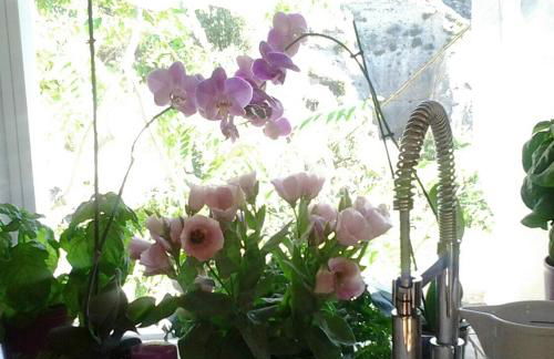 The Bergamot - Foto 9