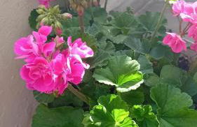 Studio Despoina - Foto 35