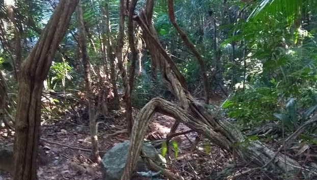 Mata Atlântica, biodiversidade típica da região