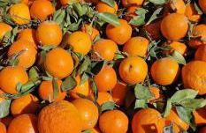 Lago Jardin , CHILL CASA - Foto 25