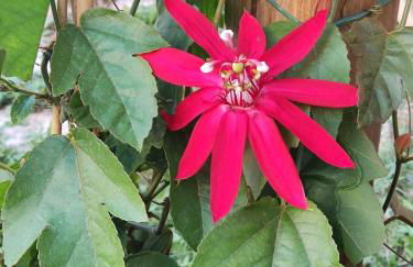 la bottega del fabbro affitto breve - Foto 67