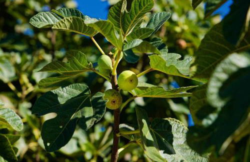 Refúgios do Rio Dão - Foto 53