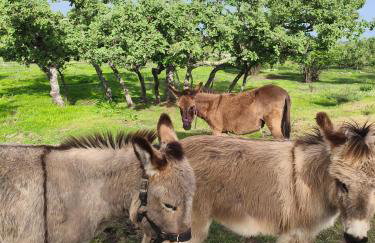 Tapada das Carvalhas - Foto 21