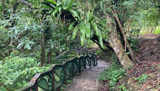 Végétation de la région