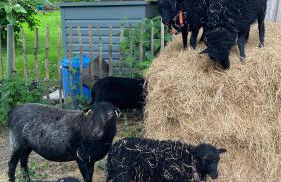 Dachgeschosswohnung Warft Simmerdeis in Reetdachhaus mit parkähnlichem Garten - Foto 20