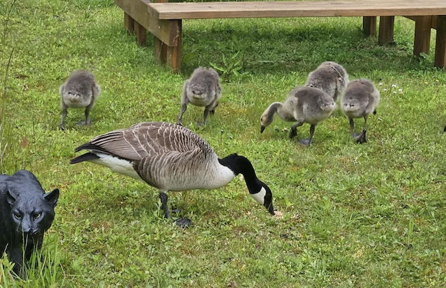 Inviting 1-bed Cabin in Newmarket - Foto 17