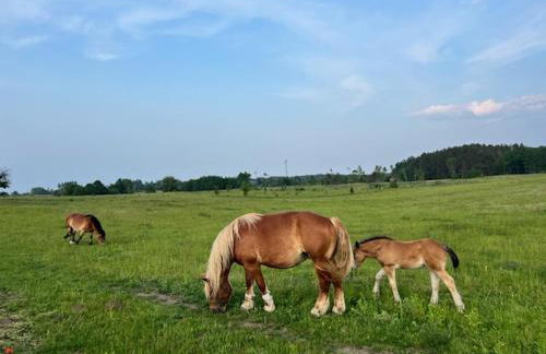 Przystanek Prawdowo - Foto 41