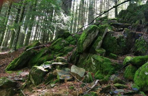 Dona Irene AL - Foto 44