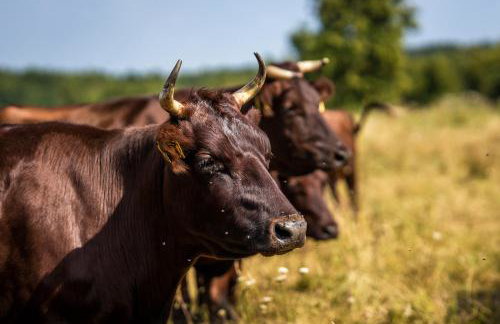 Żywkowo Bocianie Gospodarstwo Rolne - Foto 31