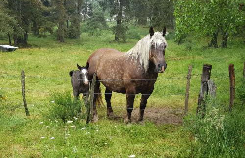 Gîtes de Charme 6 ou 8 personnes en Aubrac chez Sébastien & Stéphanie - Foto 60