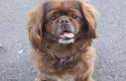 OG Apartman - Foto 35