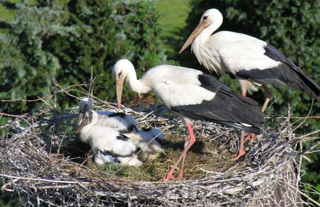 Ferienwohnung in Herbolzheim - Foto 22