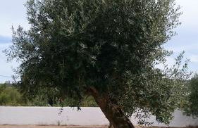 Casa Das Oliveiras - Foto 29