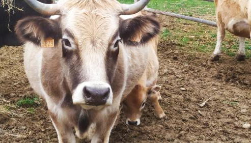 Château de Prax Viel - piscine et mini ferme, climatisé - Foto 3