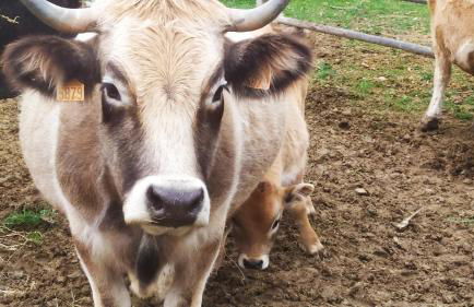 Château de Prax Viel - piscine et mini ferme, climatisé - Foto 3