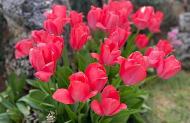 Casa Artistico - Foto 7