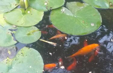 The LITTLE HOUSE in HULL - Foto 43