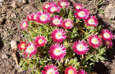 GREEN HOUSE - Foto 55