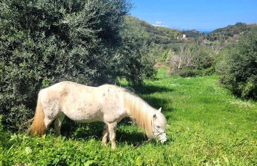 Gelbes Haus Korfu - Foto 7