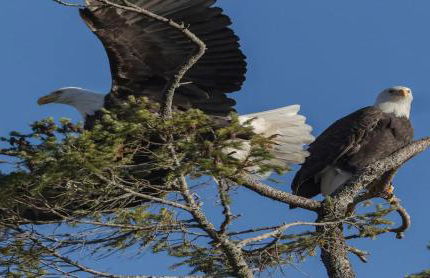 Waterfront Hood Canal-Private Beach-Boat-Kayaks - Foto 23
