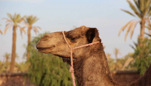 Marrakech Palm Grove Camel Ride - Foto 4