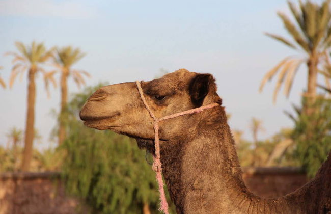 Marrakech Palm Grove Camel Ride - Foto 4