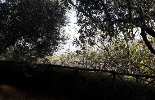 La Cerasa - il Lago fuori - Foto 73