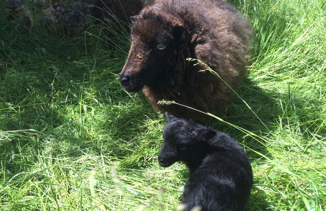 Village de Gite - La Cascade - Foto 37