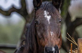 piccolo casale a "le Moline" in una vera fattoria - Foto 15