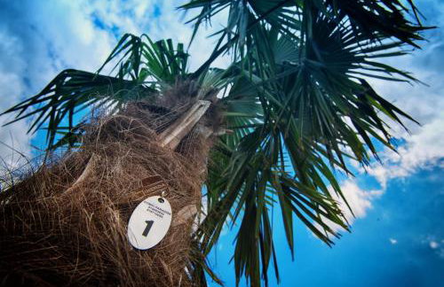 Nocleg Zator Domki Paradise Pod Palmami - Foto 33