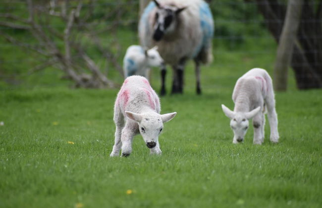 Mongolian Yurts Fordhall Organic Farm - Photo 34