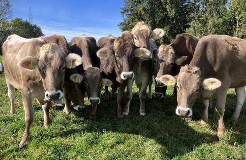 Ferienhaus Kögel - Foto 58