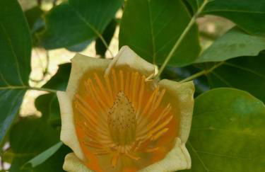 Ferienwohnung Unterm Tulpenbaum - Foto 32