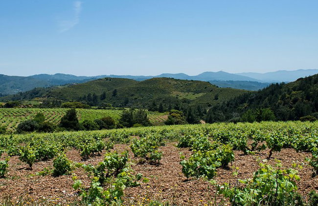 Vallée des papillons et vin, huile d'olive, visite de dégustation de miel (petit groupe) - Photo 12