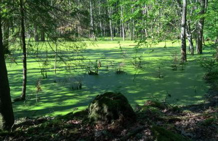 Jabłkowo-na skraju Puszczy Boreckiej ŚNIADANIA W CENIE - Foto 32
