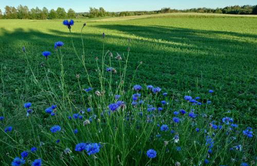 Widny Jaś zaprasza z psem nad jezioro na Kaszubach - Foto 43